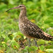 Bristle-thighed Curlew
